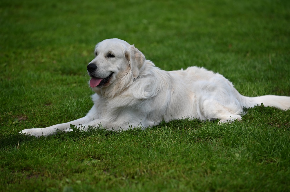 Golden-Retriever-Bremen