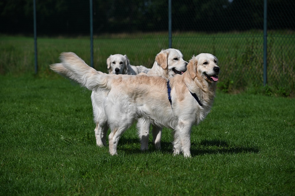 Golden-Retriever-Bremen
