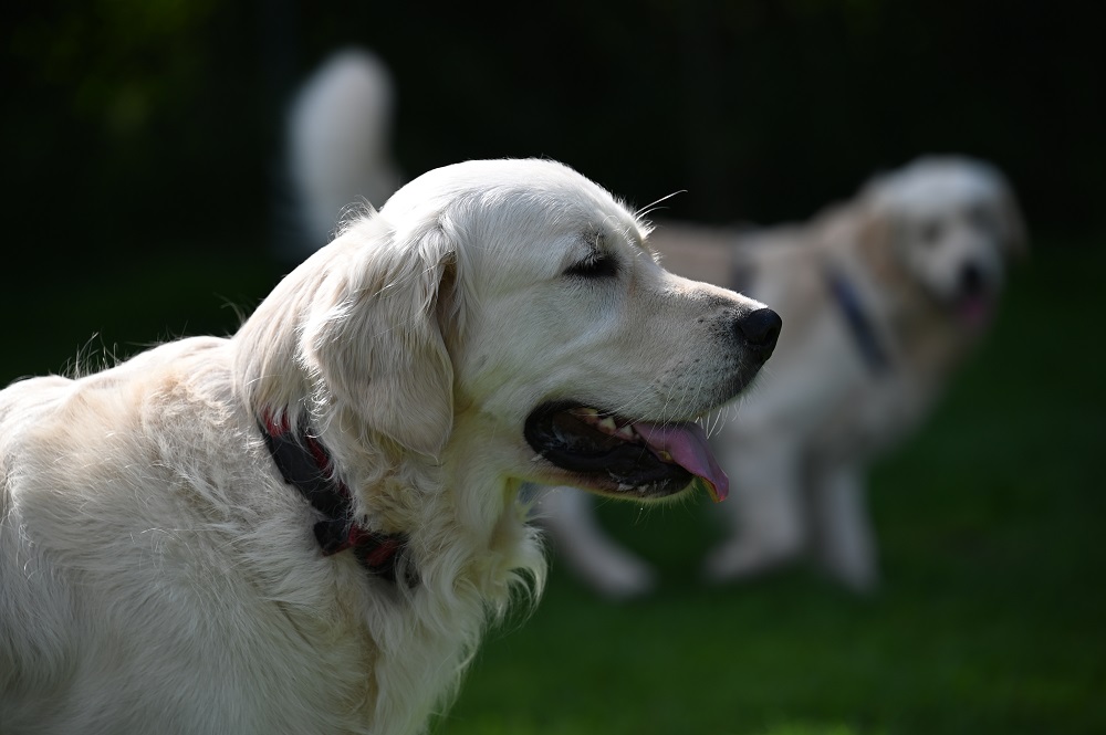 Golden-Retriever-Bremen