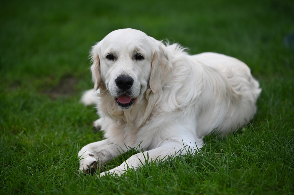 Golden-Retriever-Bremen
