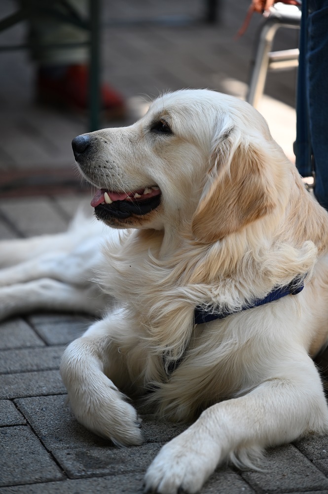 Golden-Retriever-Bremen