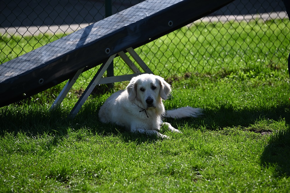 Golden-Retriever-Bremen