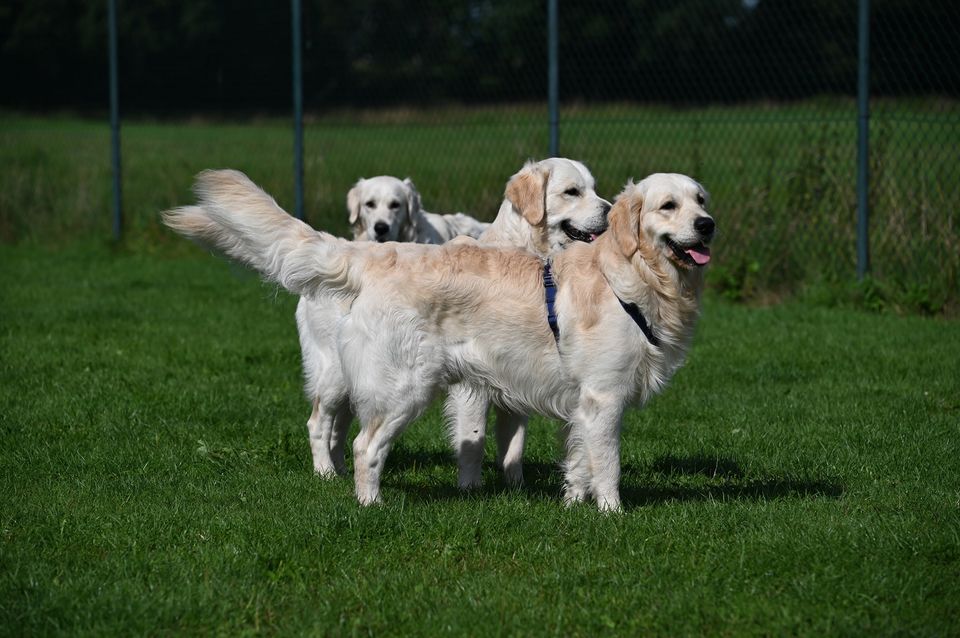 Golden-Retriever-Bremen