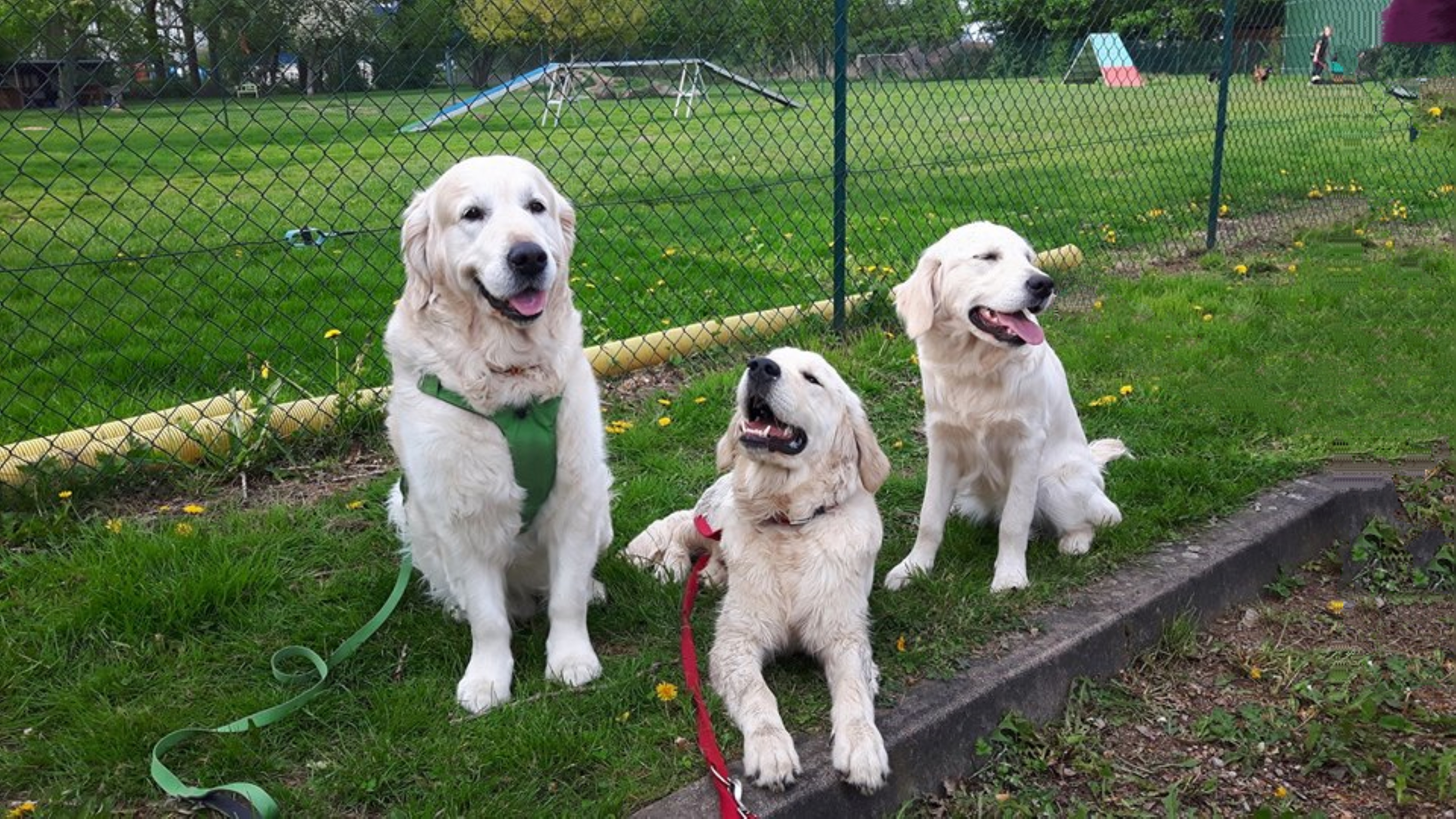 Golden-Retriever-Bremen