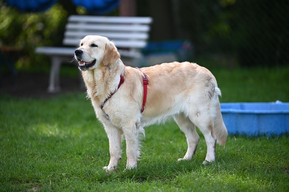 Golden-Retriever-Bremen