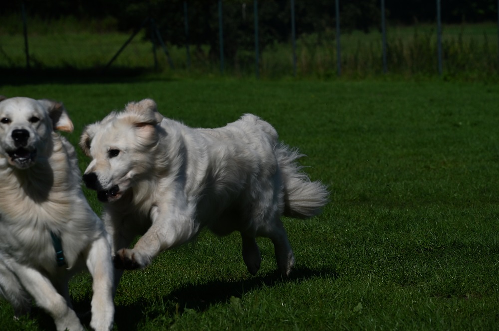 Golden-Retriever-Bremen