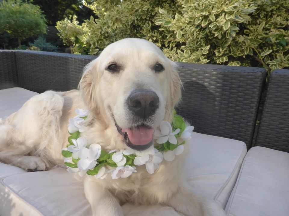 Golden-Retriever-Bremen