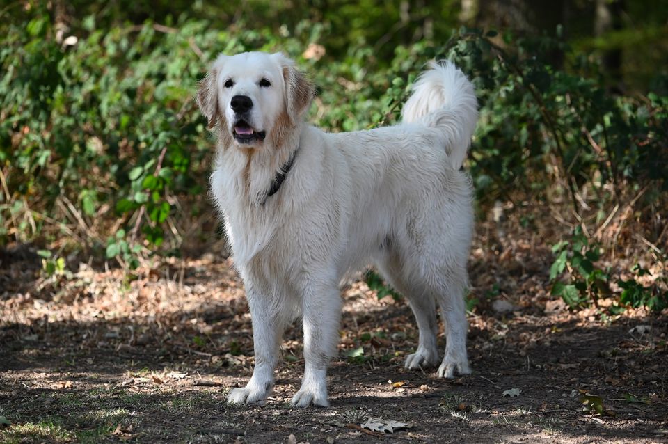 Golden-Retriever-Bremen