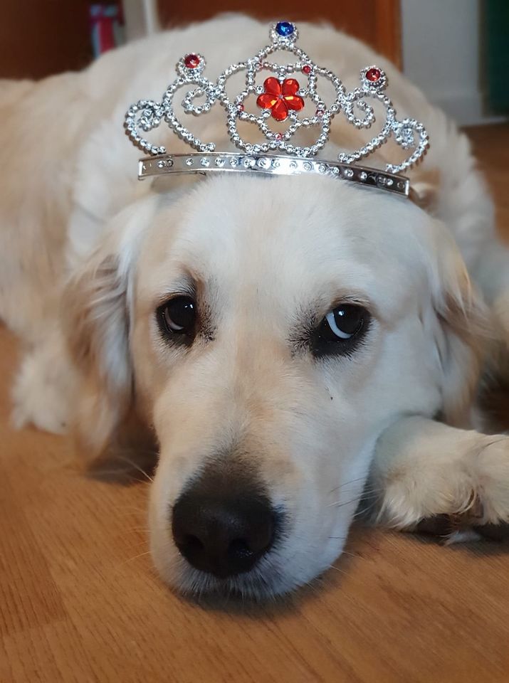 Golden-Retriever-Bremen