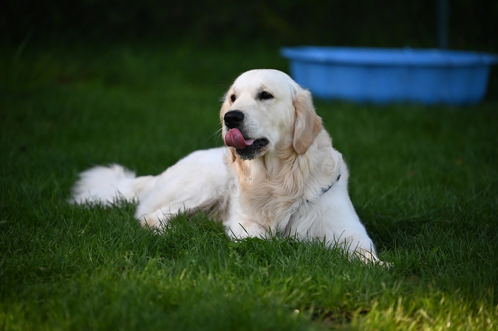 Golden-Retriever-Bremen