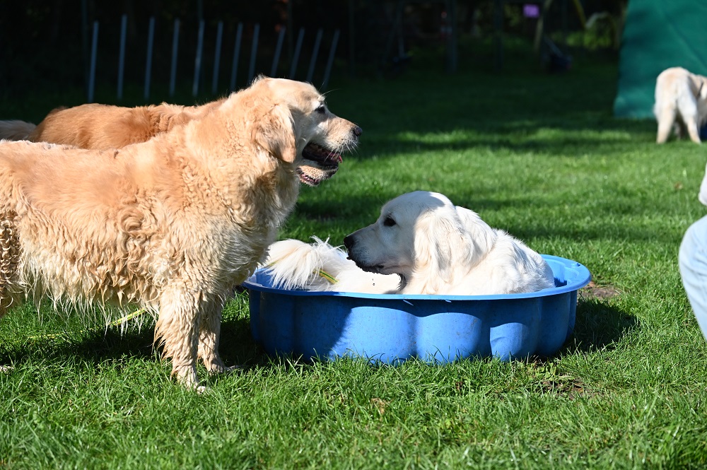 Golden-Retriever-Bremen