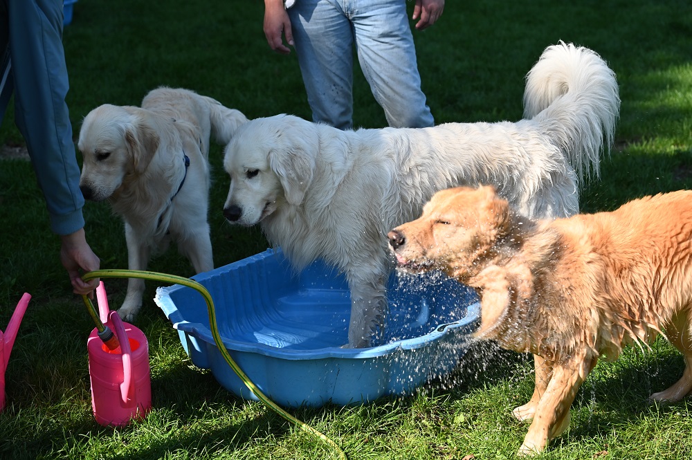 Golden-Retriever-Bremen