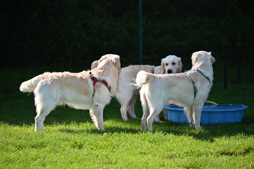 Golden-Retriever-Bremen