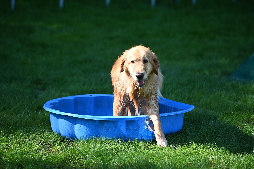 Golden-Retriever-Bremen