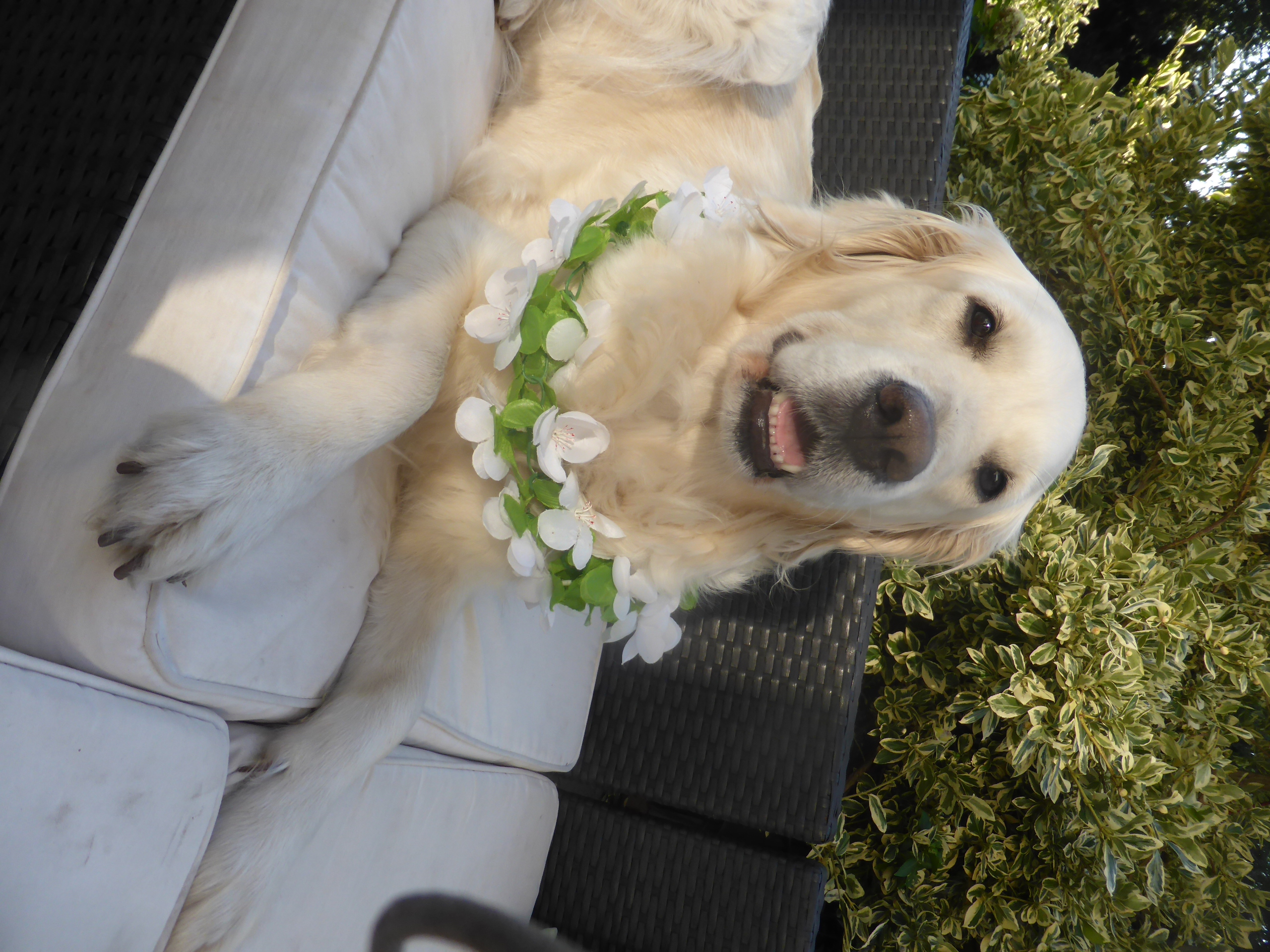 Golden-Retriever-Bremen