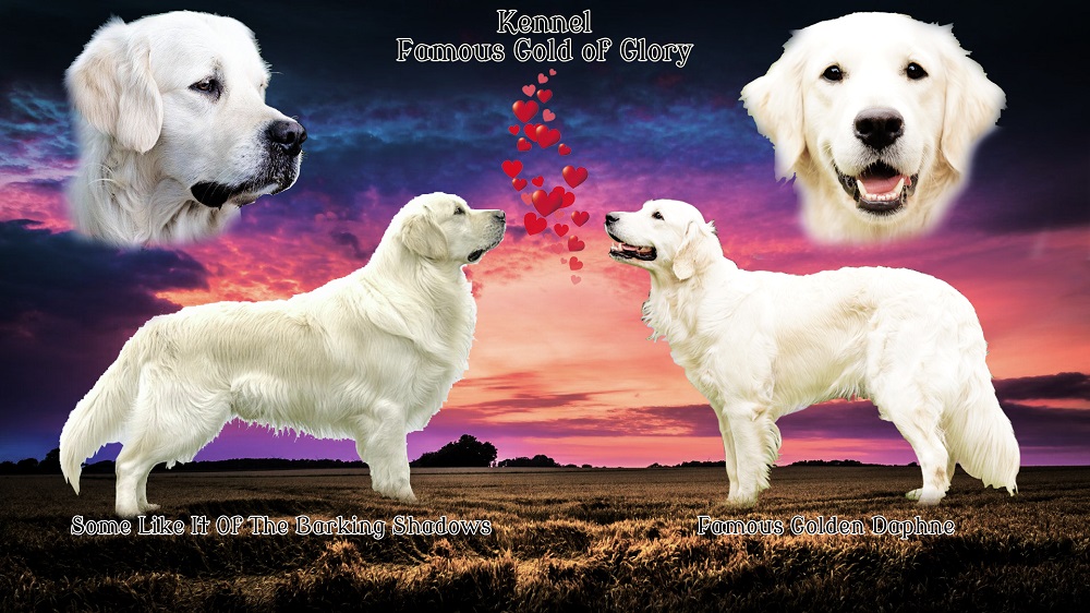 Golden-Retriever-Bremen