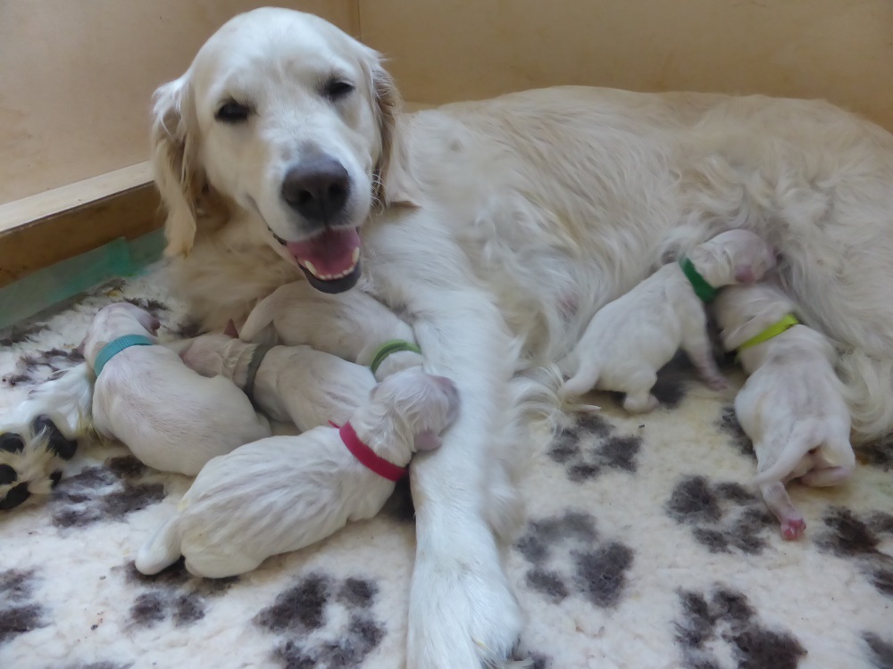 Golden-Retriever-Bremen
