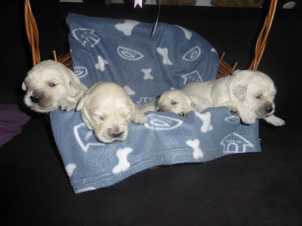 Golden-Retriever-Bremen