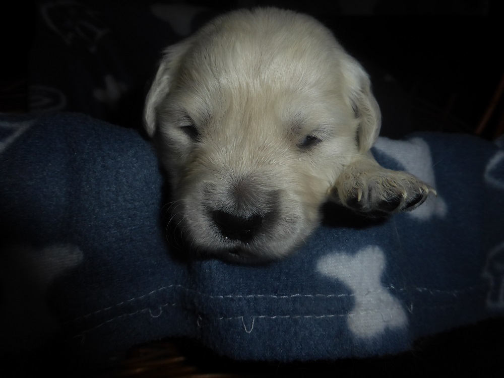 Golden-Retriever-Bremen