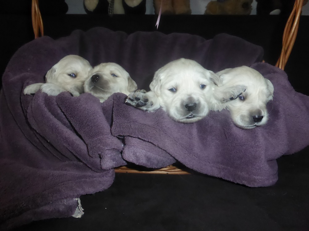 Golden-Retriever-Bremen