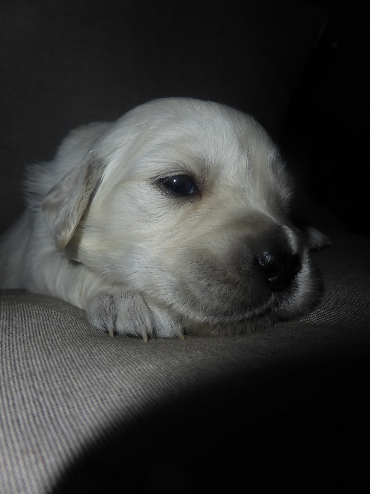 Golden-Retriever-Bremen