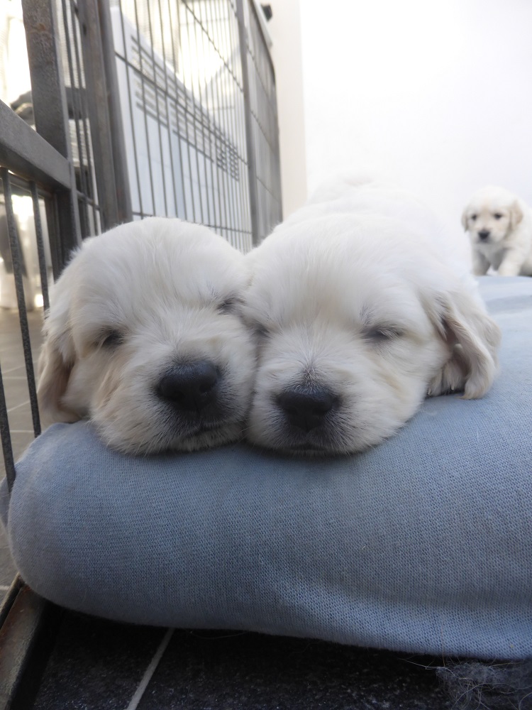 Golden-Retriever-Bremen