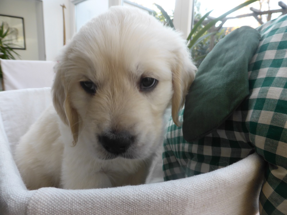 Golden-Retriever-Bremen