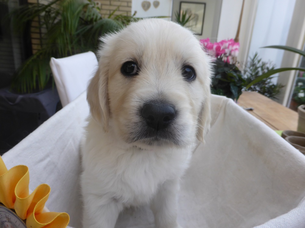 Golden-Retriever-Bremen