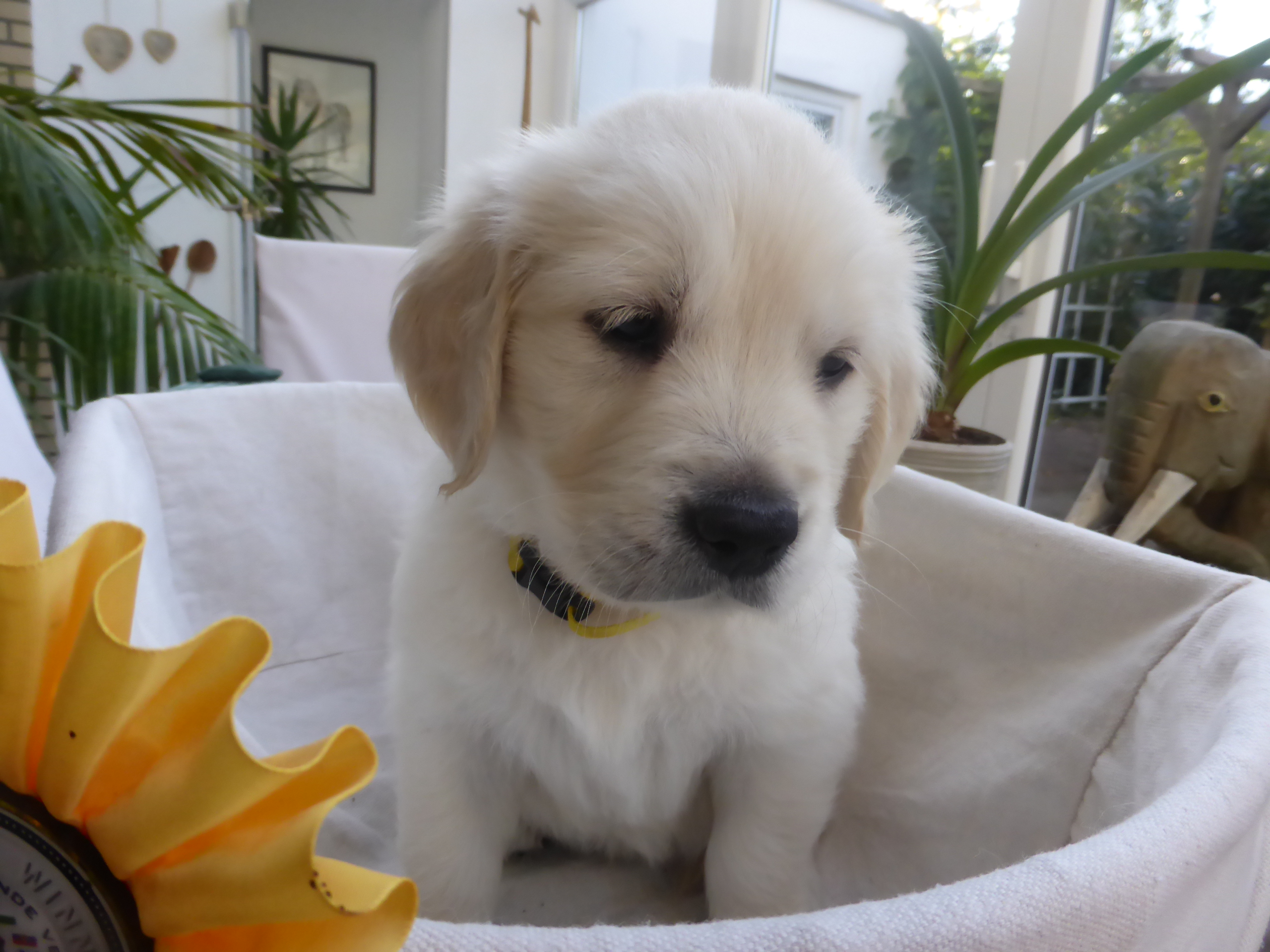 Golden-Retriever-Bremen