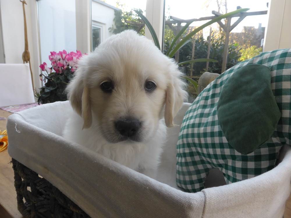 Golden-Retriever-Bremen