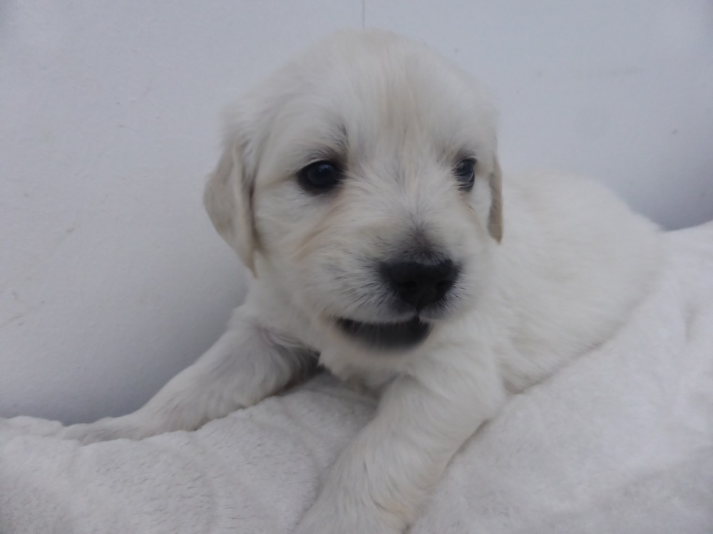 Golden-Retriever-Bremen