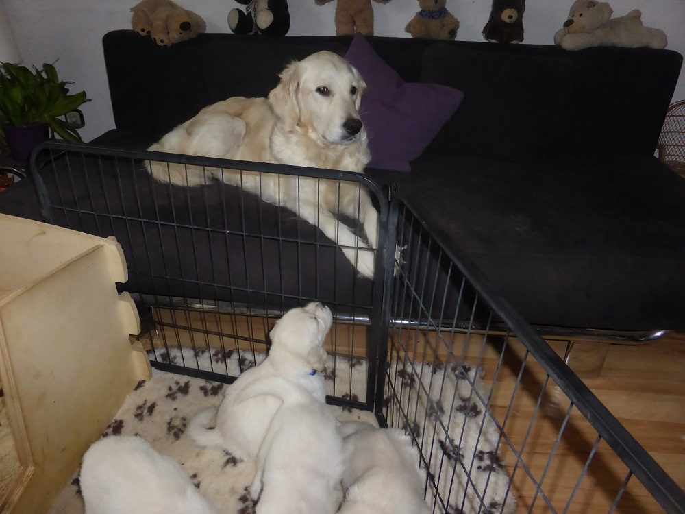 Golden-Retriever-Bremen