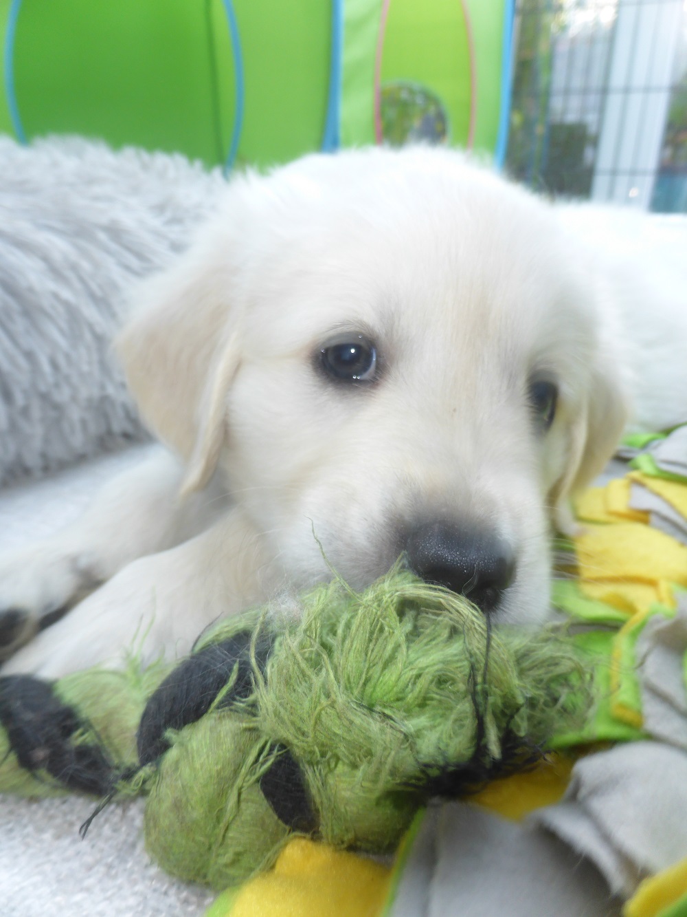 Golden-Retriever-Bremen