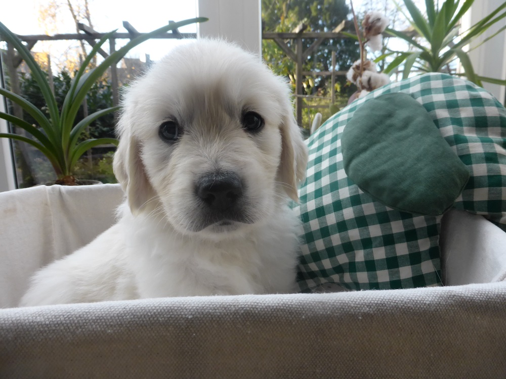 Golden-Retriever-Bremen
