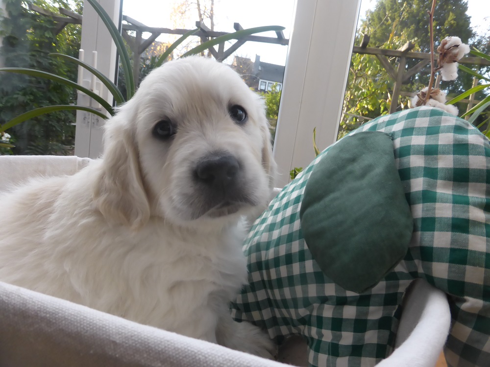 Golden-Retriever-Bremen