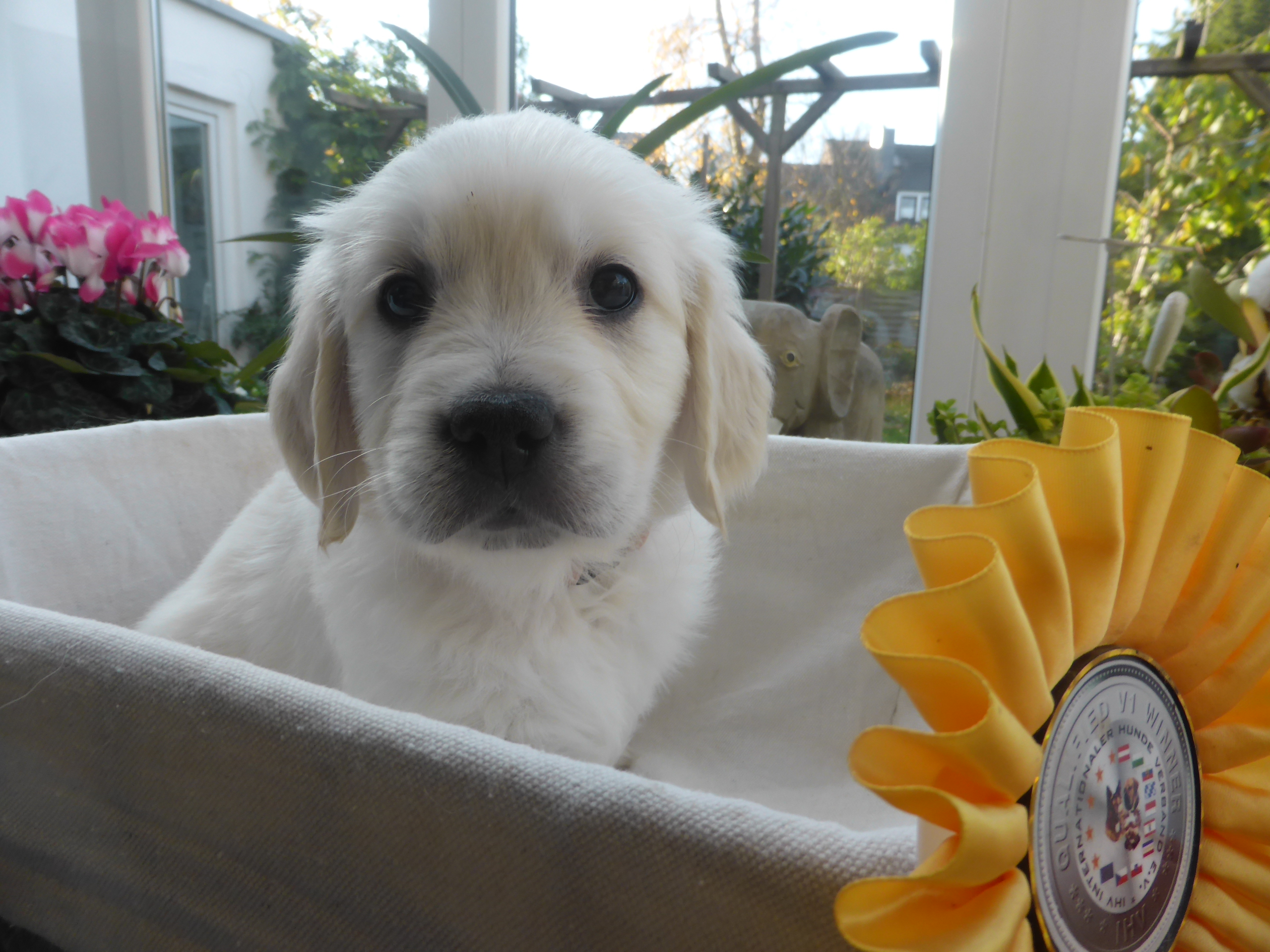 Golden-Retriever-Bremen
