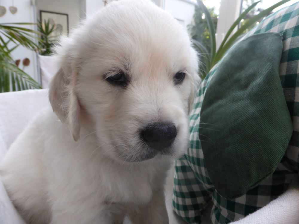 Golden-Retriever-Bremen