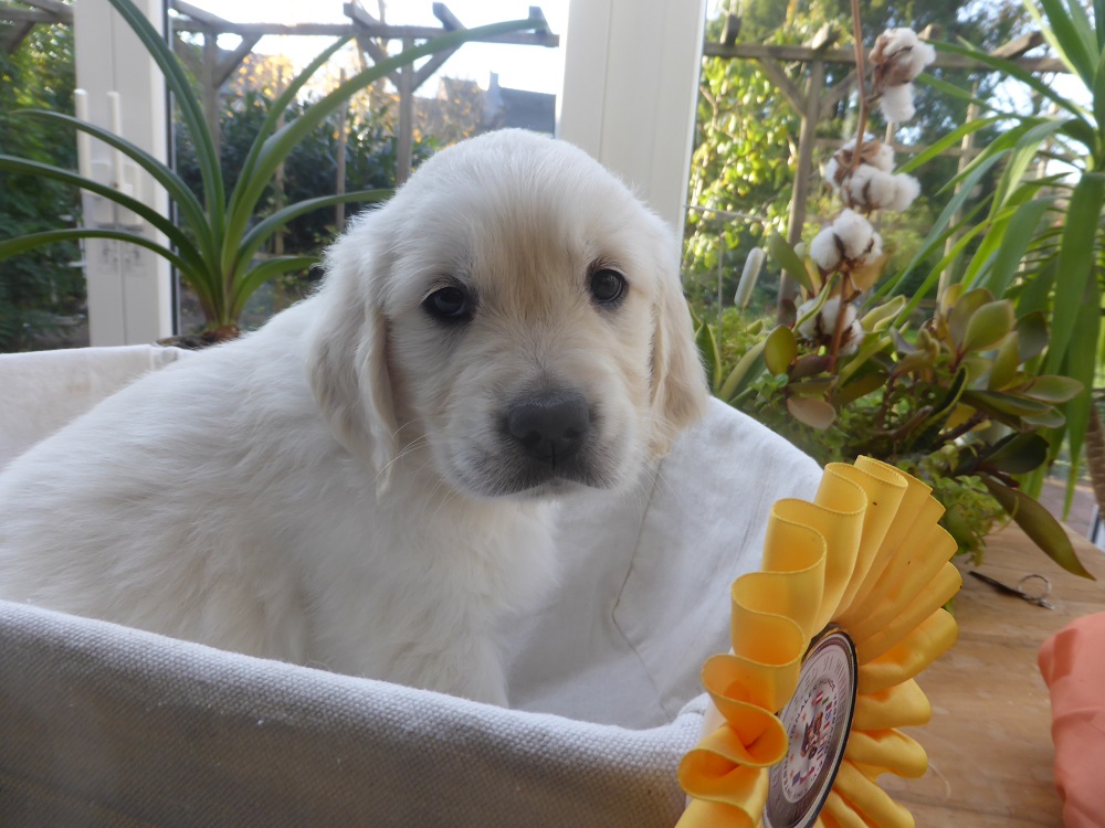 Golden-Retriever-Bremen