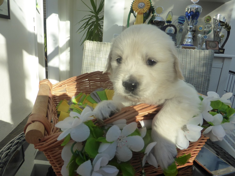 Golden-Retriever-Bremen