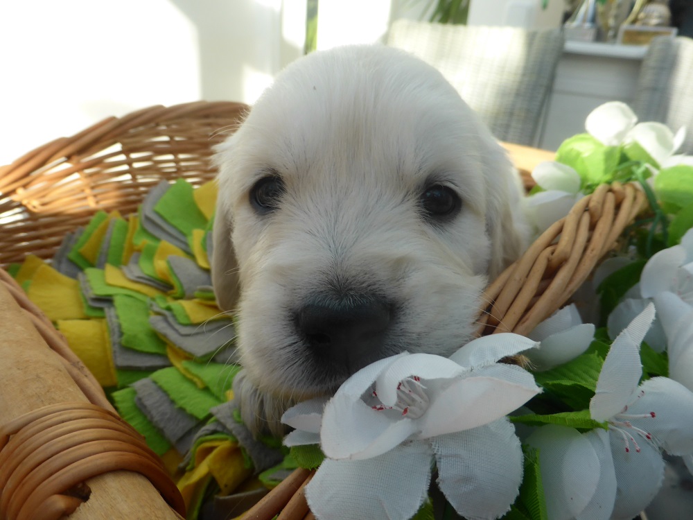 Golden-Retriever-Bremen