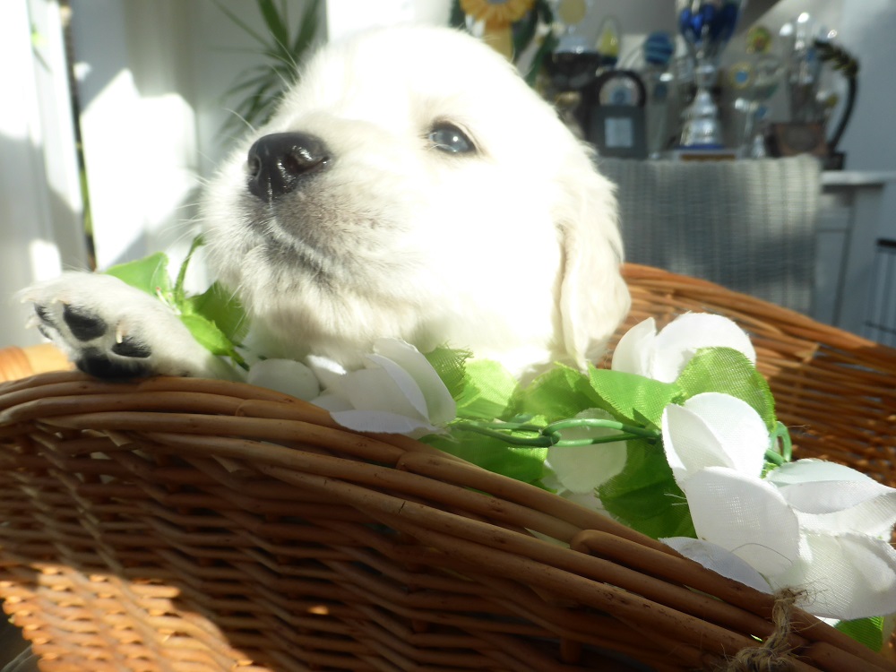 Golden-Retriever-Bremen