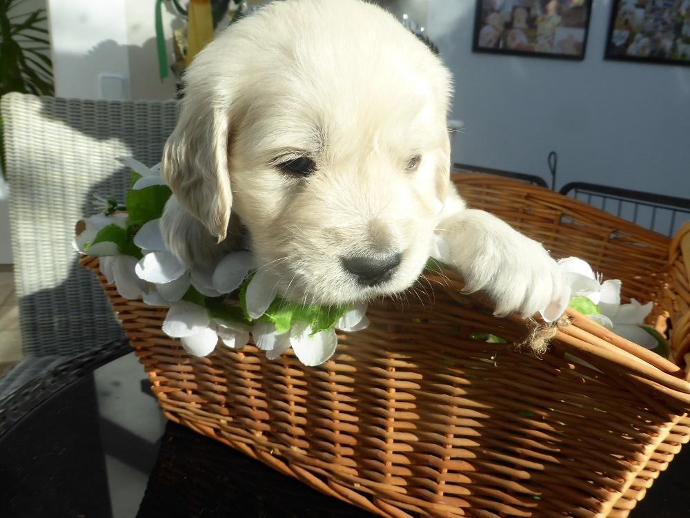 Golden-Retriever-Bremen