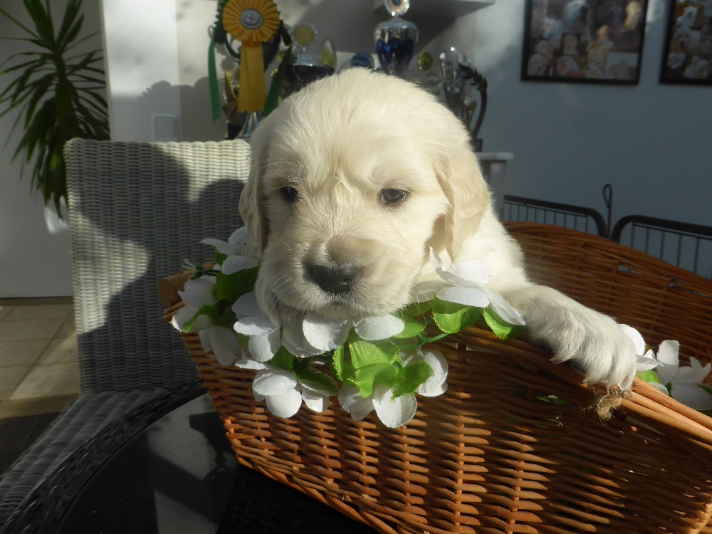 Golden-Retriever-Bremen