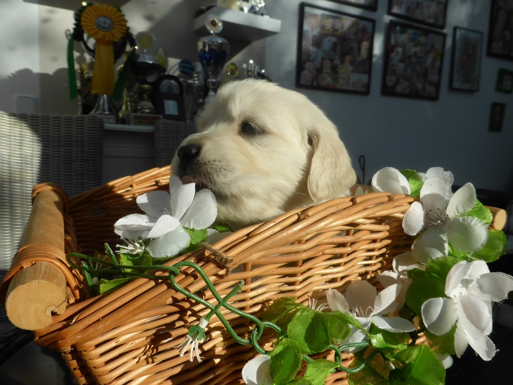 Golden-Retriever-Bremen