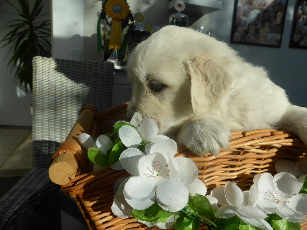 Golden-Retriever-Bremen