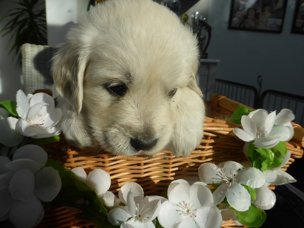 Golden-Retriever-Bremen