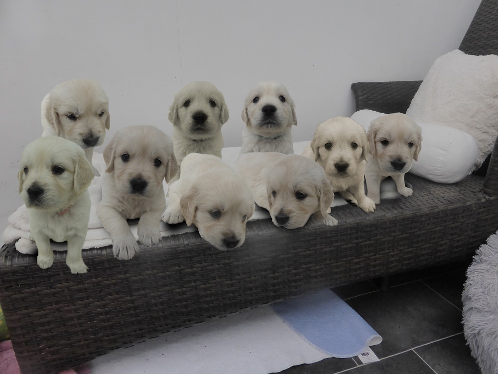 Golden-Retriever-Bremen