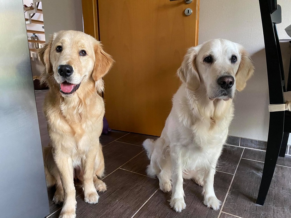 Golden-Retriever-Bremen
