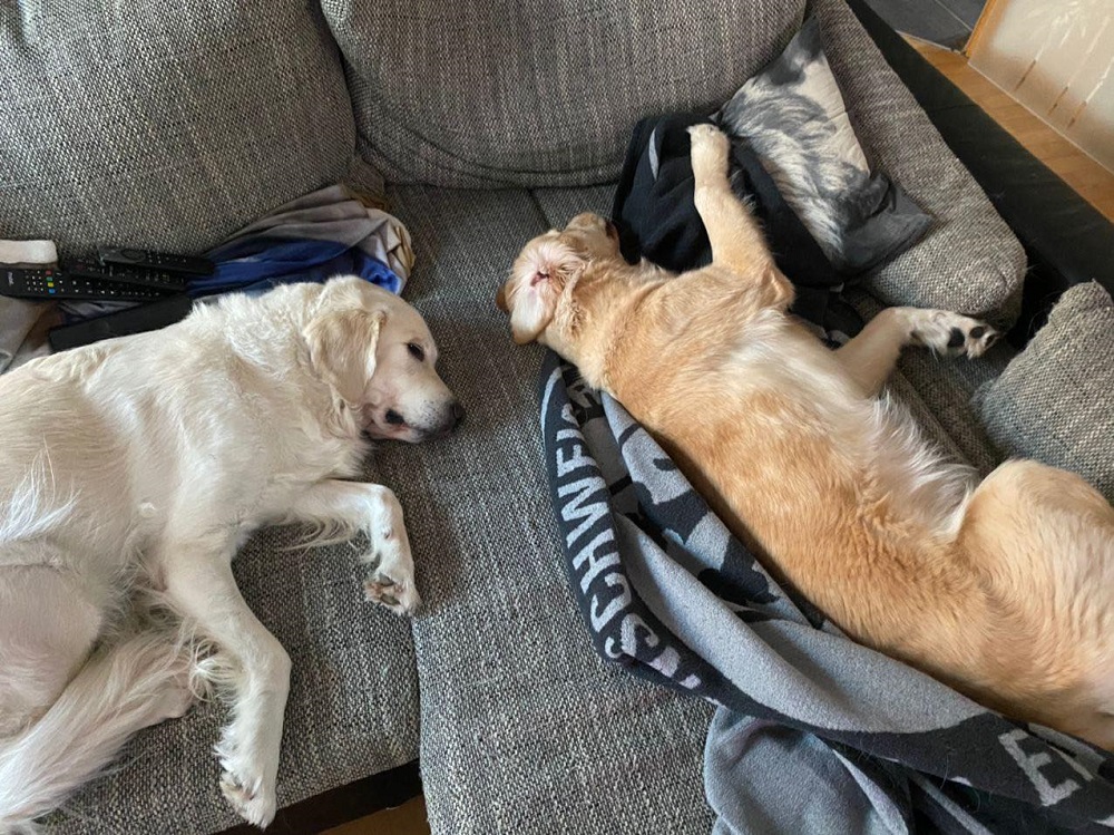 Golden-Retriever-Bremen