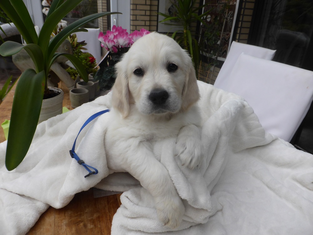 Golden-Retriever-Bremen